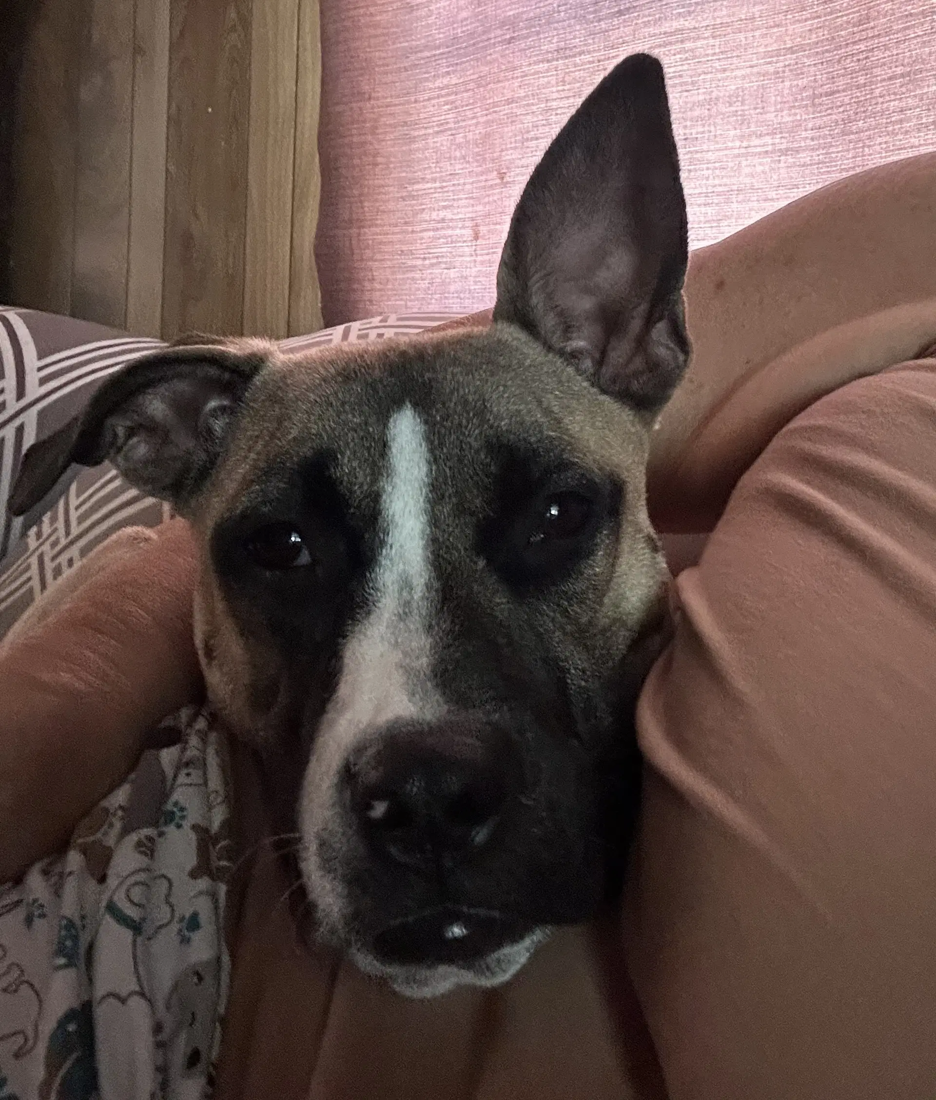 Murphy image 4
