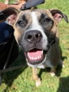 Murphy - Photo 1