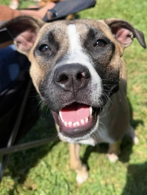 MURPHY - Rhodesian Ridgeback / Pharaoh Hound for adoption in Buffalo