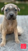 Roxy - Photo 8