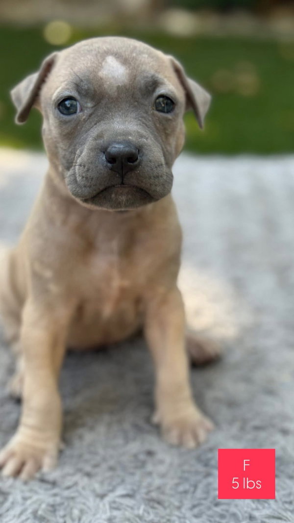 Roxy