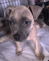 Roxy - Photo 4