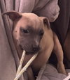 Roxy - Photo 6