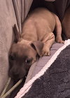 Roxy - Photo 7