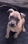 Roxy - Photo 5