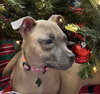 Roxy - Photo 2