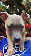 Roxy - Photo 3