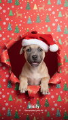 Roxy - Photo 1