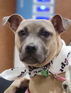Roxy - Photo 1