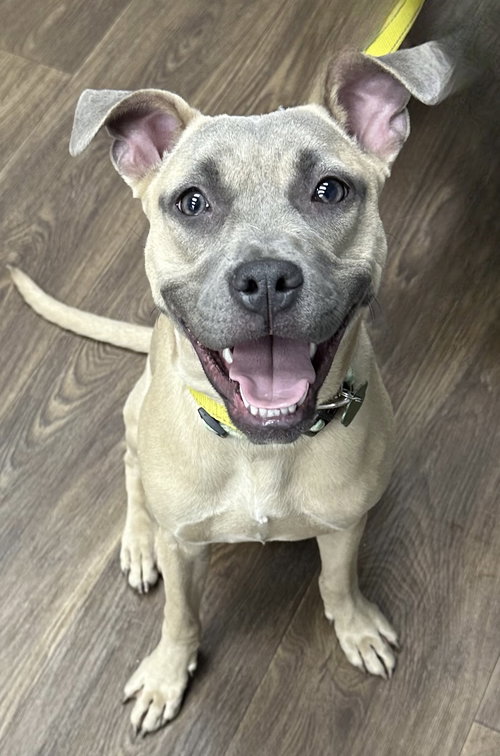 Roxy, an adoptable Rhodesian Ridgeback in Tonawanda, NY