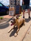 Roxy - Photo 6