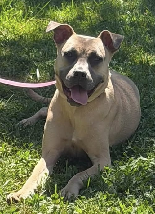 ROXY - Rhodesian Ridgeback / Pharaoh Hound available for adoption