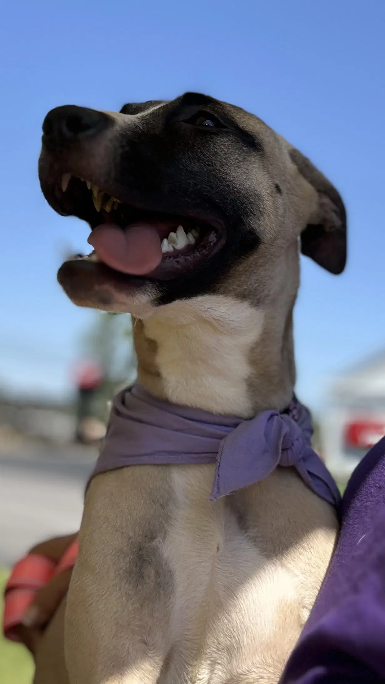 Riley image 2