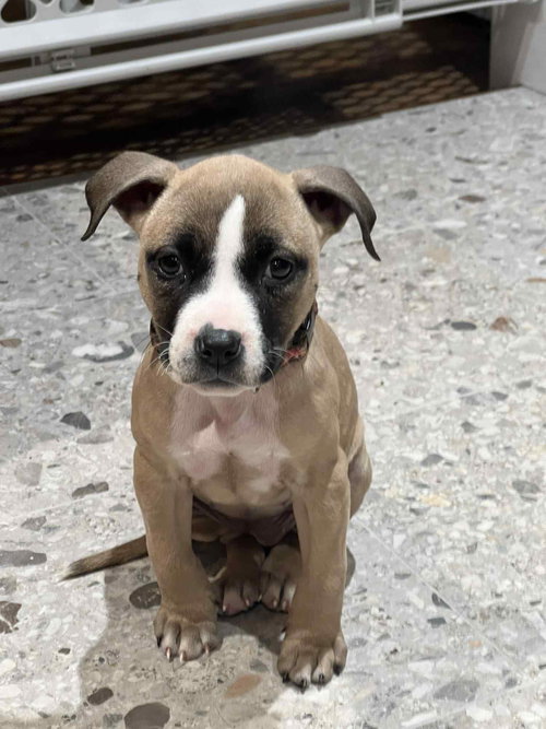 picture of the dog needing adoption