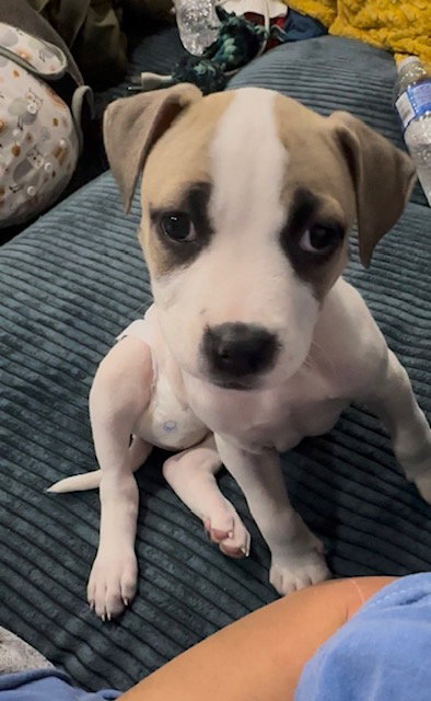 picture of the dog needing adoption