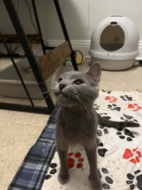 picture of the cat needing adoption