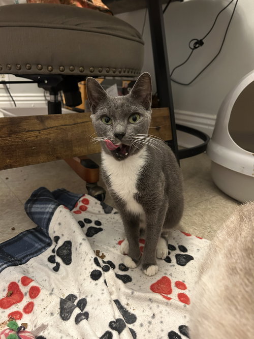 picture of the cat needing adoption