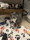 Berlioz - Photo 2