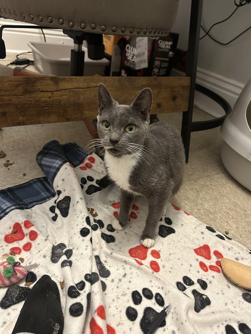 BERLIOZ - Domestic Short Hair available for adoption