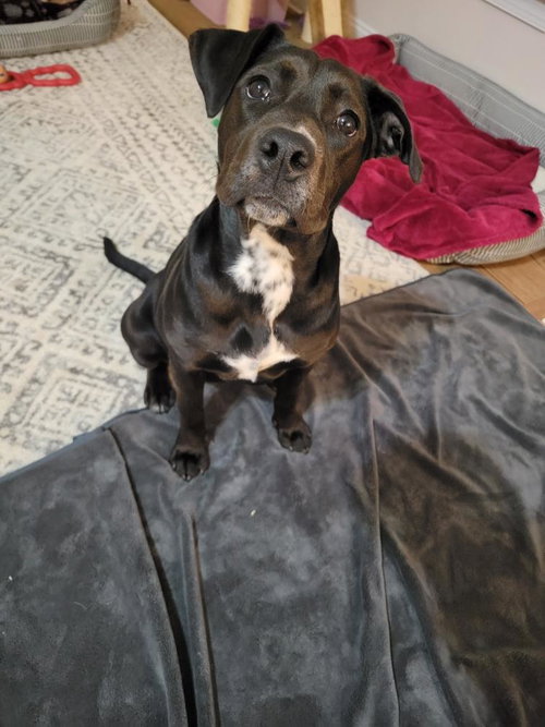 picture of the dog needing adoption