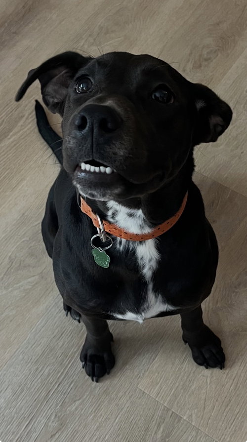 ADELINE - Labrador Retriever available for adoption