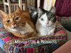 Rosie and Minnie- The Bonded pair - Photo 1