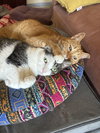 Rosie and Minnie- The Bonded pair - Photo 2