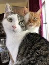 Rosie and Minnie- The Bonded pair - Photo 4