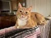 Rosie and Minnie- The Bonded pair - Photo 6