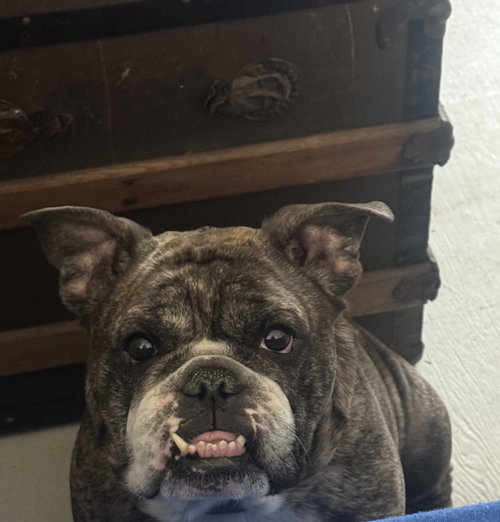 picture of the dog needing adoption