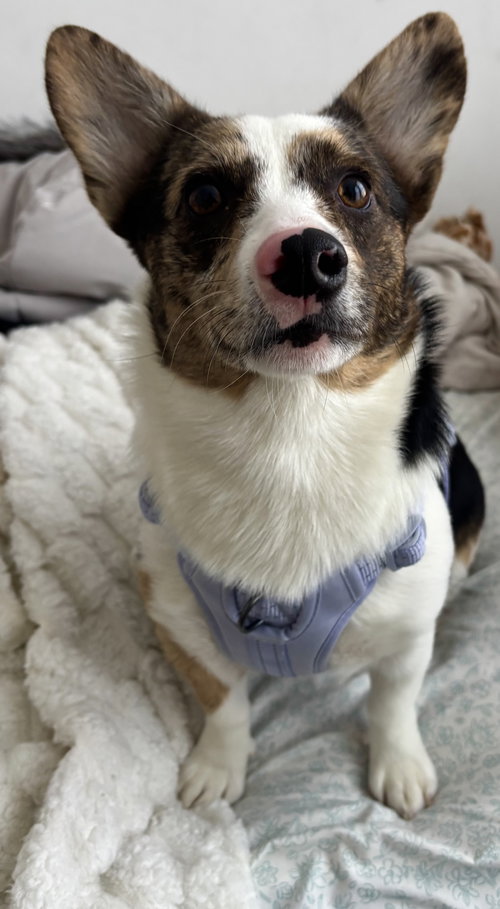 picture of the dog needing adoption