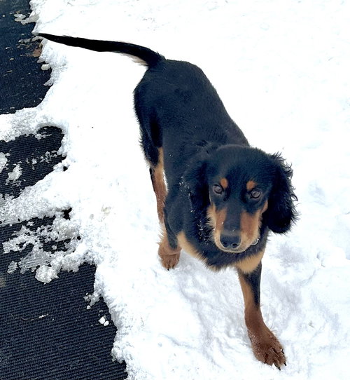 picture of the dog needing adoption