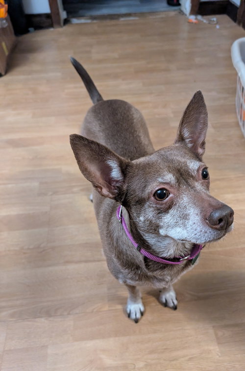 picture of the dog needing adoption