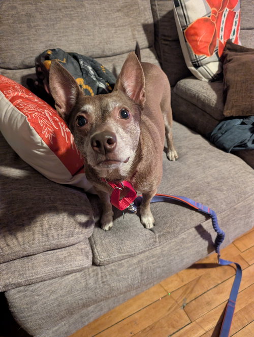 LIL' MOMMA - Chihuahua available for adoption