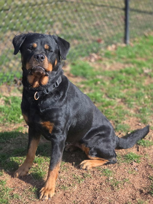 picture of the dog needing adoption
