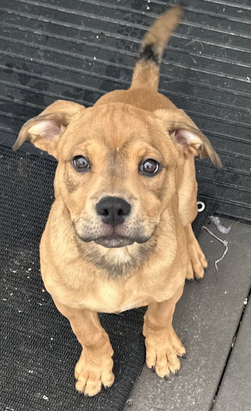 picture of the dog needing adoption