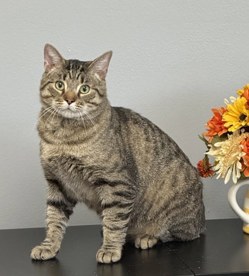 Bruce, an adoptable Domestic Short Hair in Tonawanda, NY