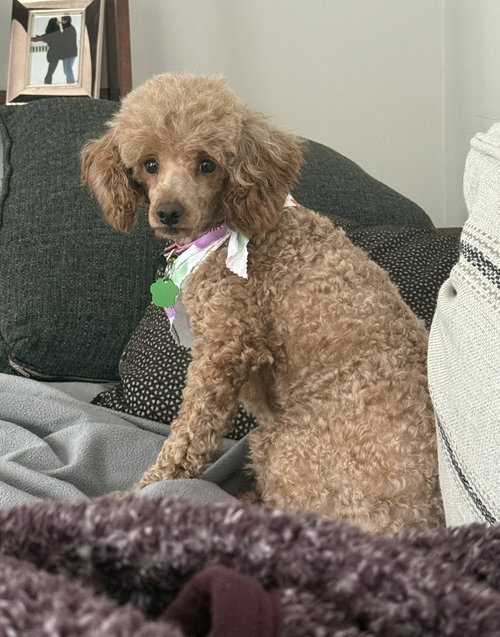 picture of the dog needing adoption