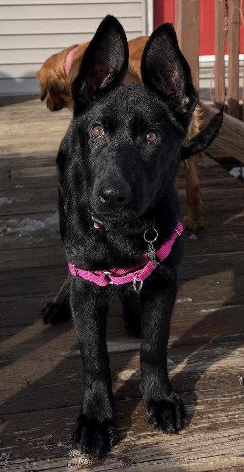 picture of the dog needing adoption