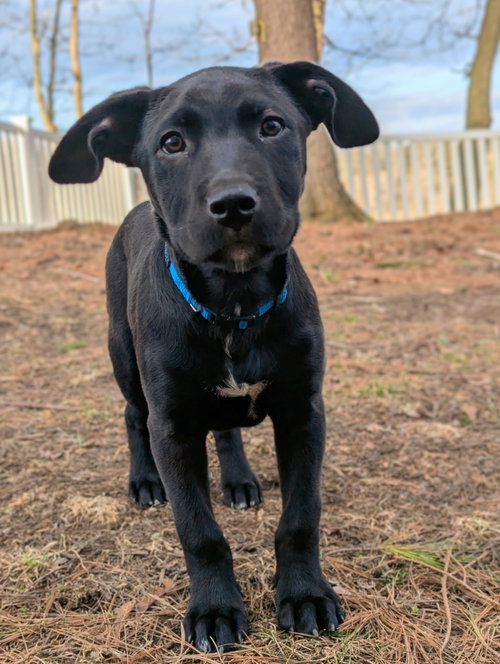 Titan, an adoptable Labrador Retriever in Tonawanda, NY