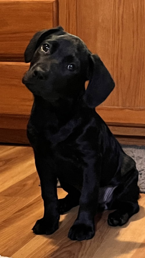 Apollo, an adoptable Labrador Retriever in Tonawanda, NY