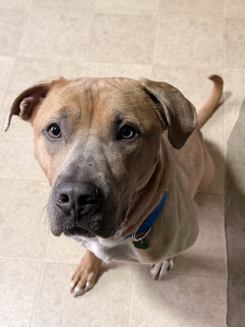 picture of the dog needing adoption