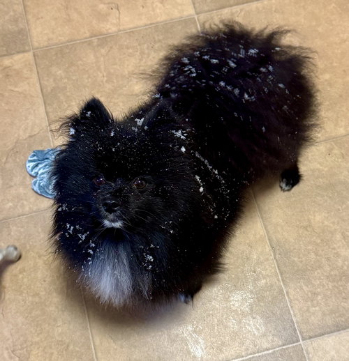 Pandora, an adoptable Pomeranian in Tonawanda, NY