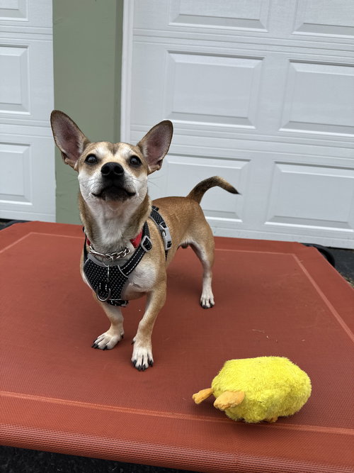 Cowboy, an adoptable Chihuahua in Tonawanda, NY