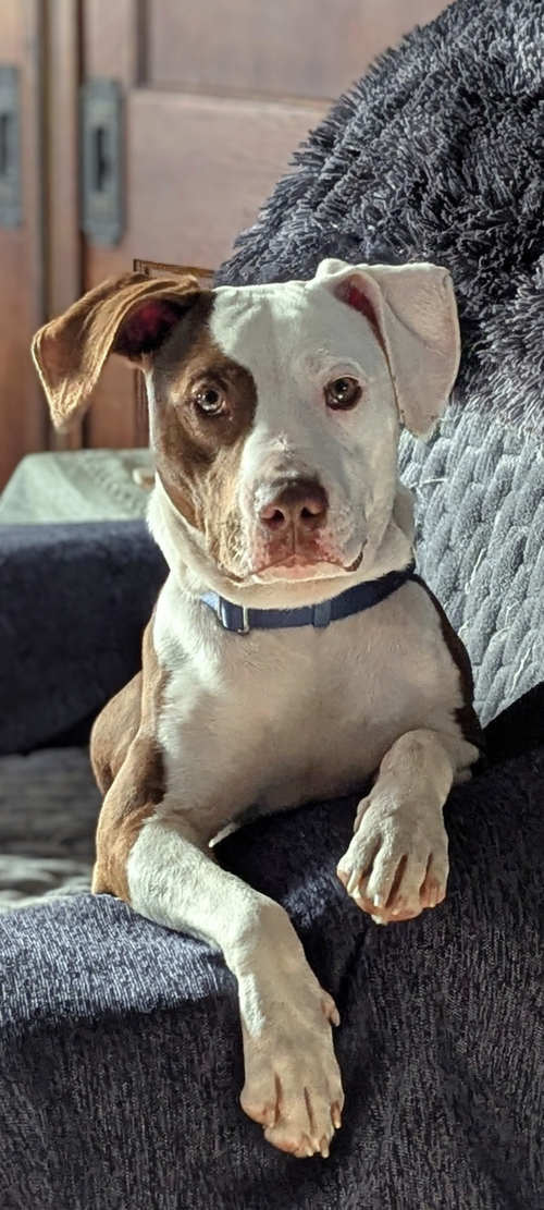 Roo, an adoptable American Staffordshire Terrier in Tonawanda, NY