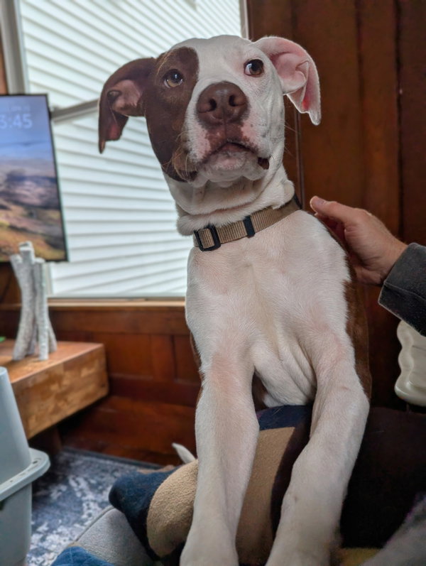 Roo
