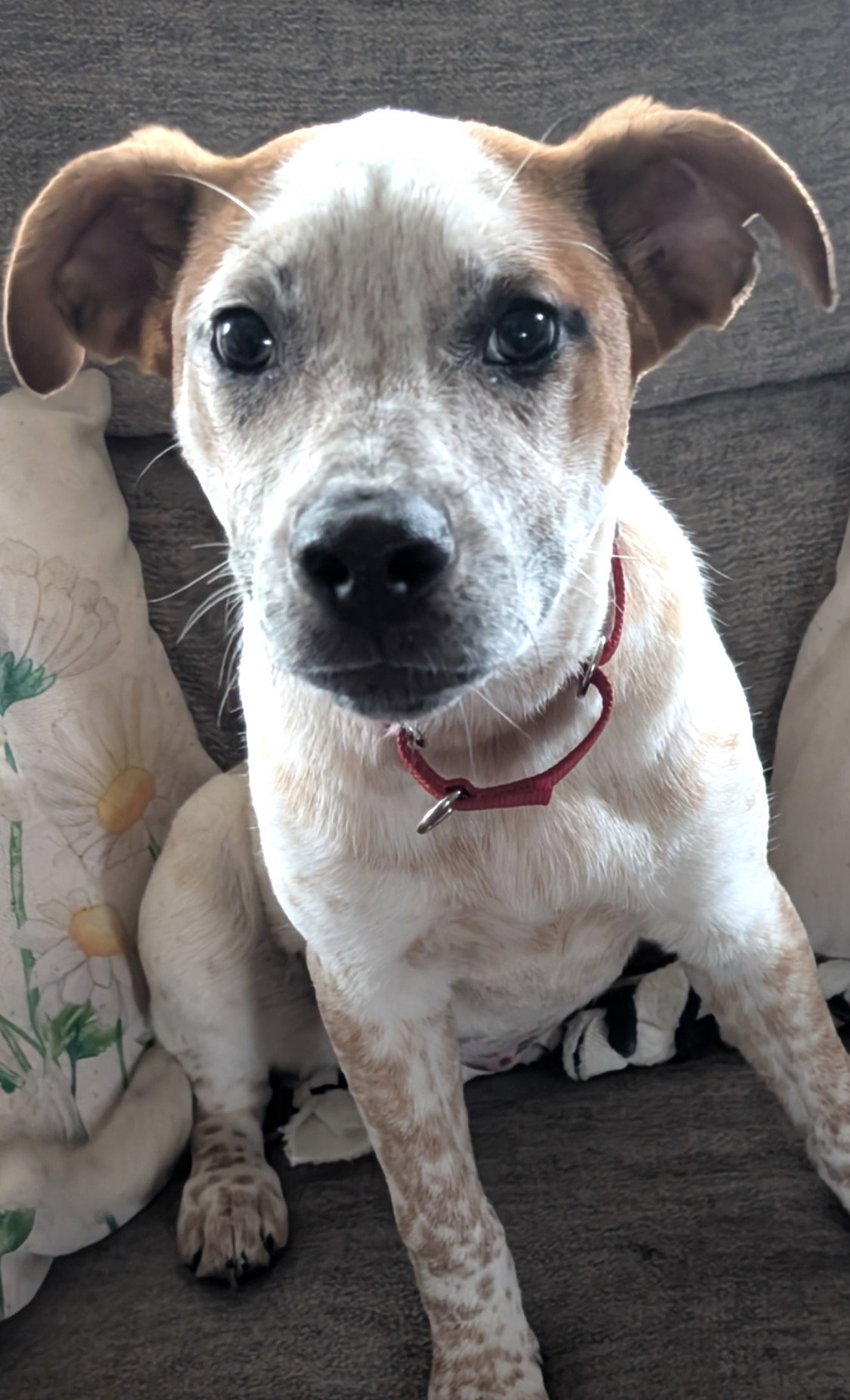 Biscuit