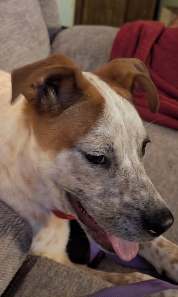 Biscuit