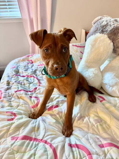 Red, an adoptable Shepherd in Tonawanda, NY