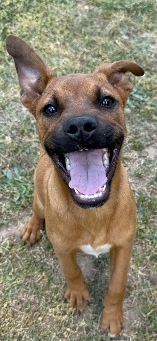 Duke, an adoptable Shepherd in Tonawanda, NY